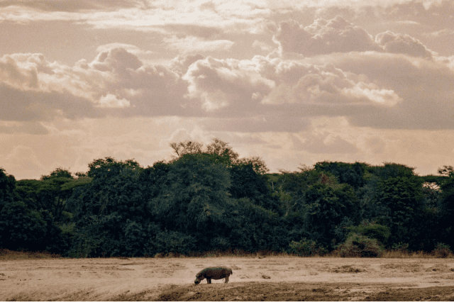 On a Walking Safari in Zambia